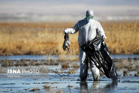  یک مرکز آنفلوانزای فوق حاد پرندگان در استان سمنان شناسایی شد