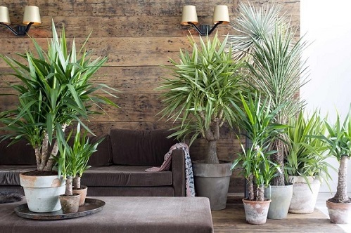 هوایی مطبوع در خانه با این 5 گیاه