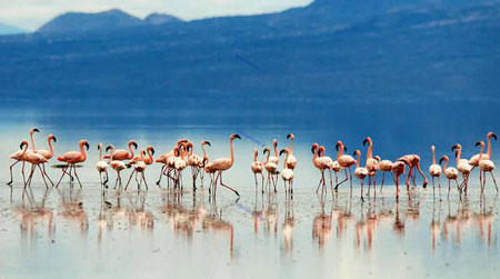 دریاچه نمک یکی از آرامترین دریاچه های آفریقا