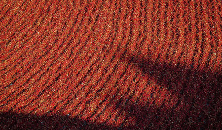 فرش قرمزی از فلفل در منطقه ای لی چین