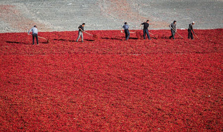 فرش قرمزی از فلفل در منطقه ای لی چین